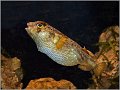 61.Porcupine Puffer Fish